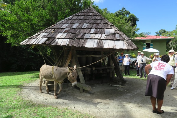 Cane Crushing