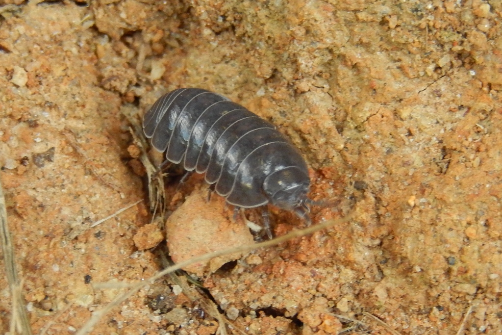 Woodlouse