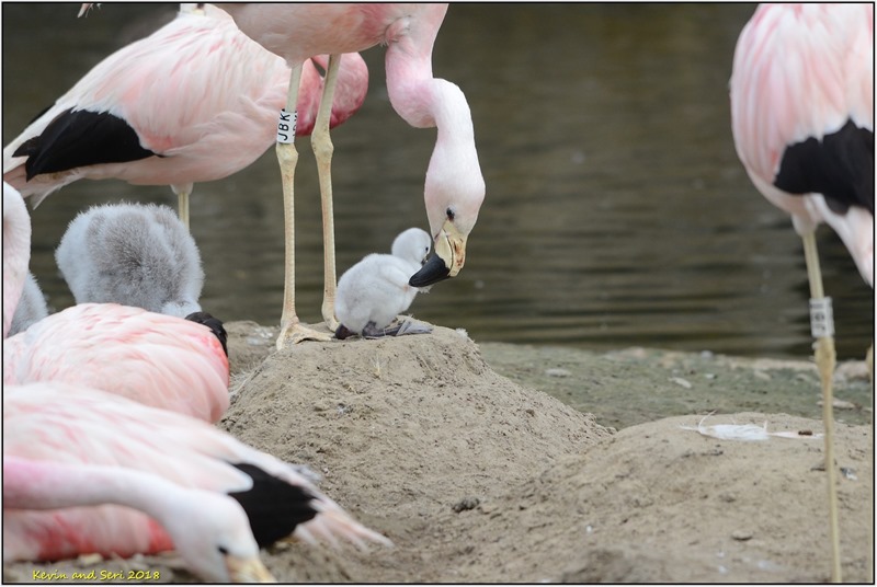 [Slimbridge-WWT-D3100b--25-08-2018-12%5B4%5D]