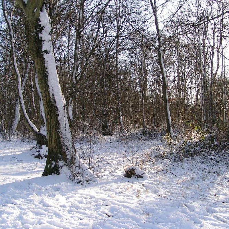 Tattenhoe_19 Snowy Trees.jpg Tattenhoe_19 Snowy Trees.jpg