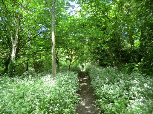 CIMG7190 Woodland path to Kingswood