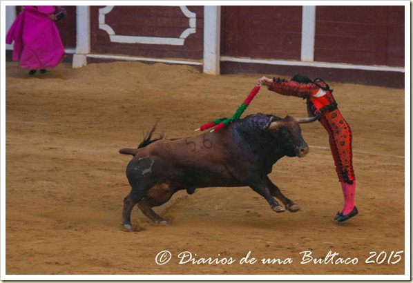 Toros1-9742