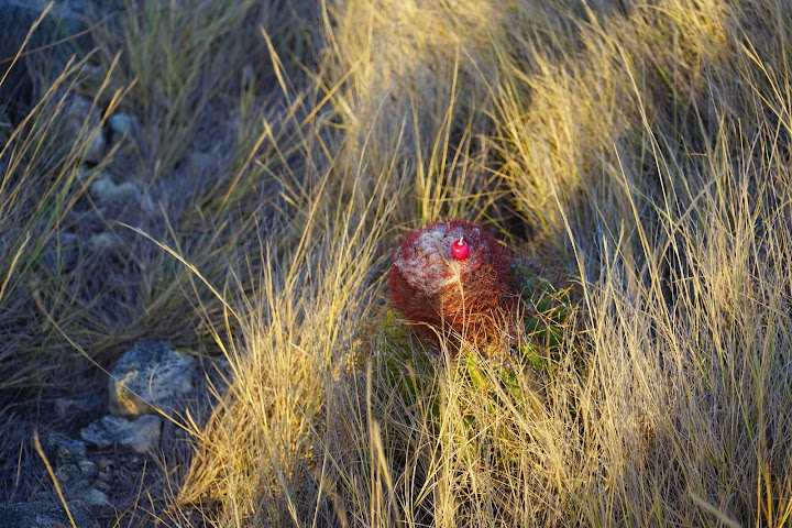 Венесуэла: не так страшен "черт" как о нем пишут