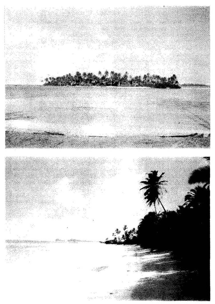 Low islets     covered with palm-trees     encicling a large shallow lagoons.