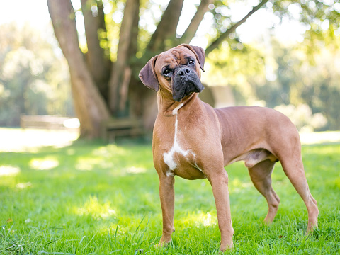 Best medium-sized guard dog breeds in the world