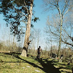 Click to Expand Owen studies how he is going to cut down the tree.