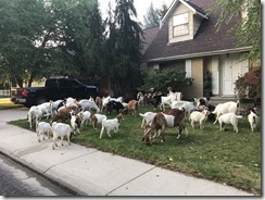 NYT goats