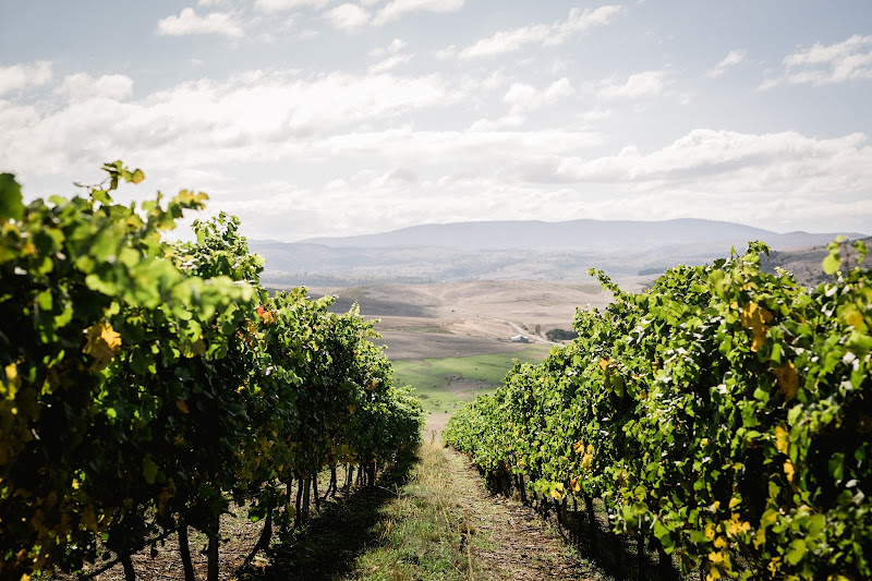 Main image of Glaetzer-Dixon Family Winemakers