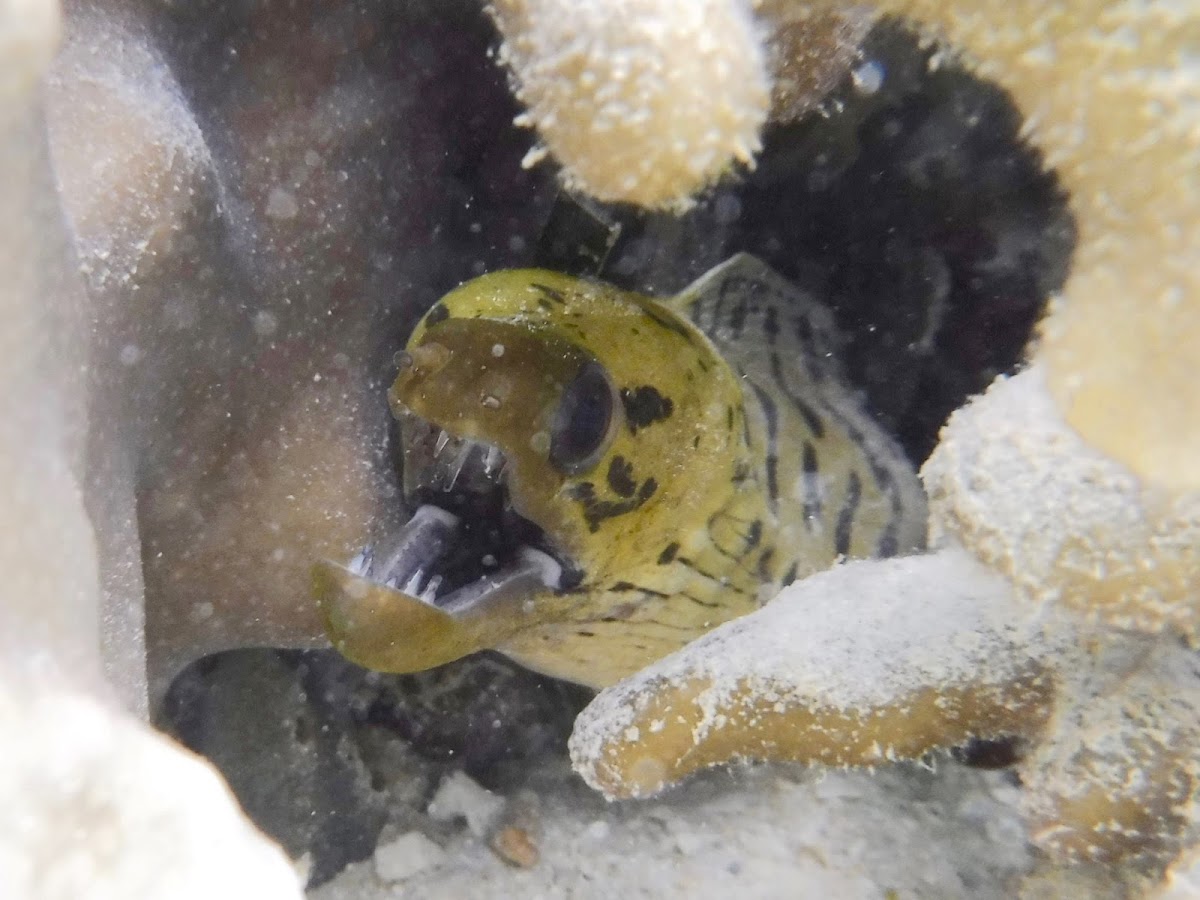 Fimbriated moray