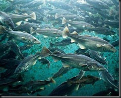 A School of Cod....Hey wait!  How did we get here again?