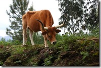 Troupeaux de vaches en liberté ! Issues d'une race ancienne  "Barrosa", elles servaient aussi bien pour le trait, le lait et la viande. De petit format, elles étaient parfaitement adaptées à la région.