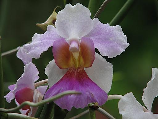 Singapore Botanic Gardens