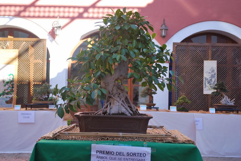 XI Exposición Invernal de bonsai de la A.S.B. Chokkan 010%252520XI%252520Exp.Inv.%252520ASBC%25252020111203%252520141