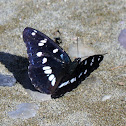 Southern White Admiral