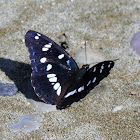 Southern White Admiral