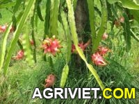 Agriviet.Com-3.jpg