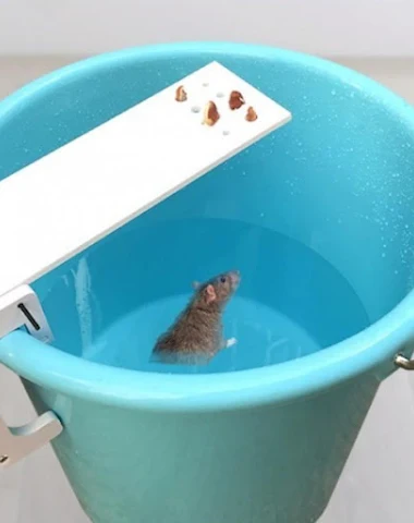 Drop Ship Walk The Plank Mouse Trap - 0