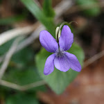 Violette des bois