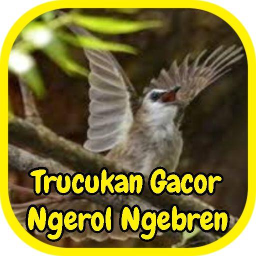 Trucukan Gacor Ngerol Ngebren