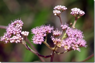 acritopapus-confertus