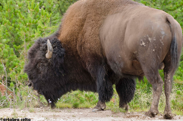 Animales y zonas más “salvajes” de YELLOWSTONE - OESTE DE EEUU 2015. UN MES POR LOS PARQUES NATURALES DE 6 ESTADOS (TERMINADO!!) (9)