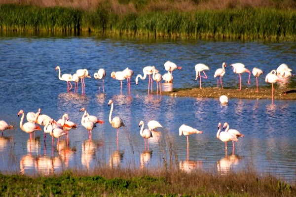 Flamencos en la laguna de Fuente de Piedra, Málaga