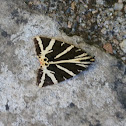 Jersey Tiger: Calomorpha