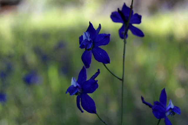 deep blue flowers