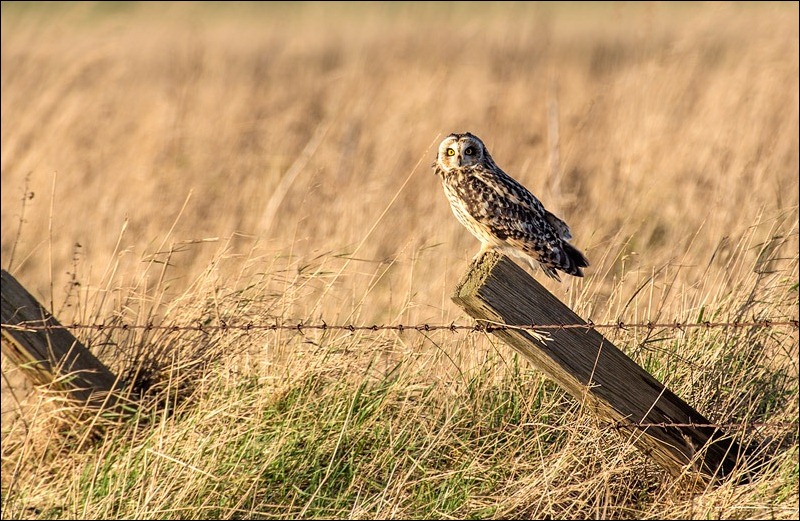 Short Eared Owl