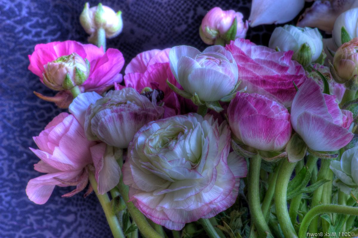 HDR Pink & White Ranunculus