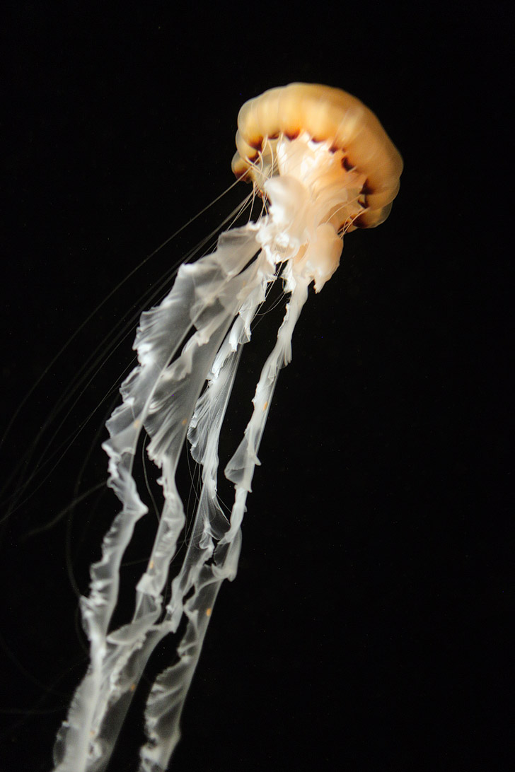 Indonesian Sea Nettle Jellyfish at the Monterey Aquarium.