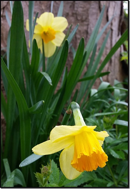 1603daffodil