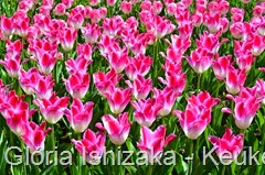 Glória Ishizaka - Keukenhof 2015 - tulipa 21