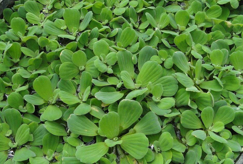 Пистия (Pistia stratiotes)