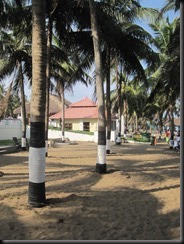 Irrigating palms Irrigating palms