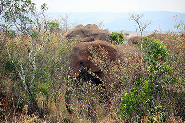 KENIA, TANZANIA Y ZANZÍBAR: EL SAFARI PERFECTO - Blogs de Africa Este y Centro - MASAI MARA (5)