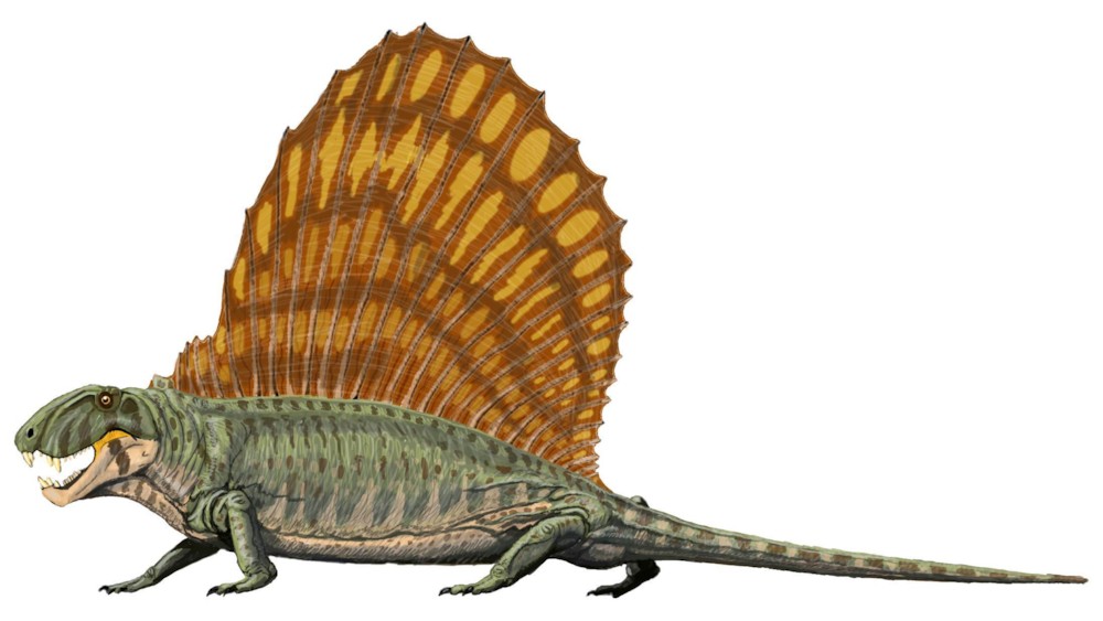 파일:external/upload.wikimedia.org/Dimetrodon_grandis.jpg