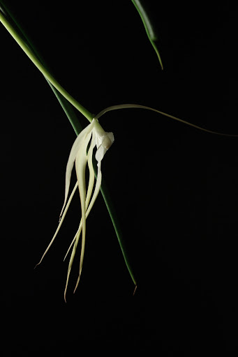 Brassavola cucullata IMG_5281