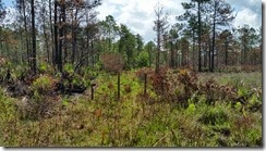 Posts block side trail