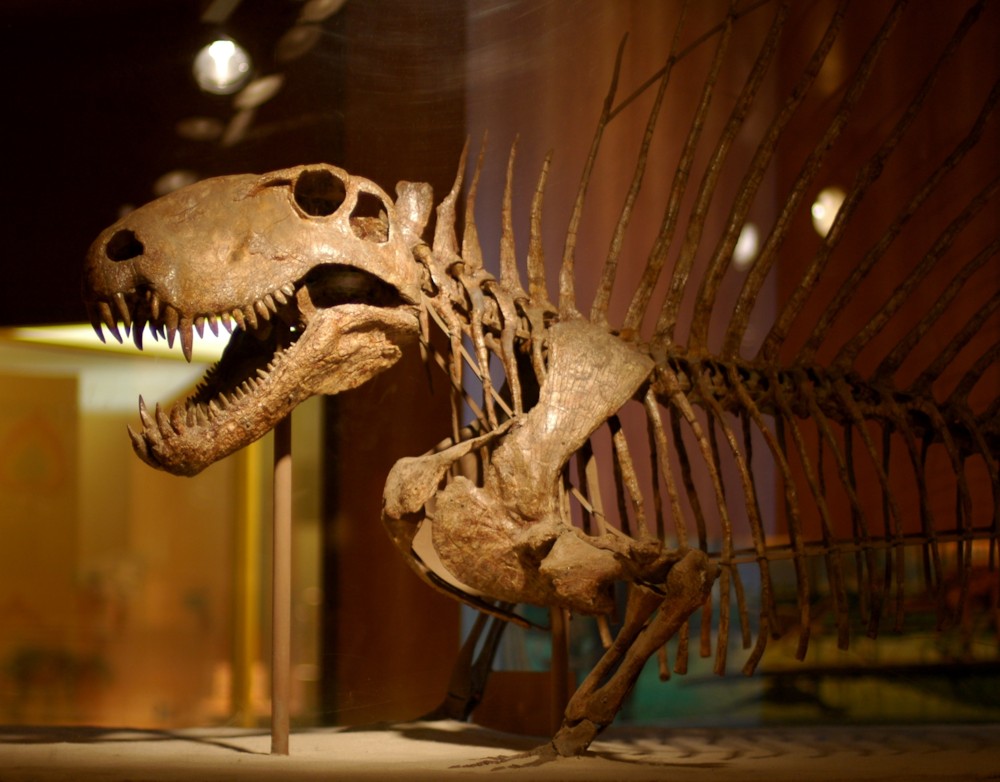 파일:external/upload.wikimedia.org/Dimetrodon_skeleton.jpg