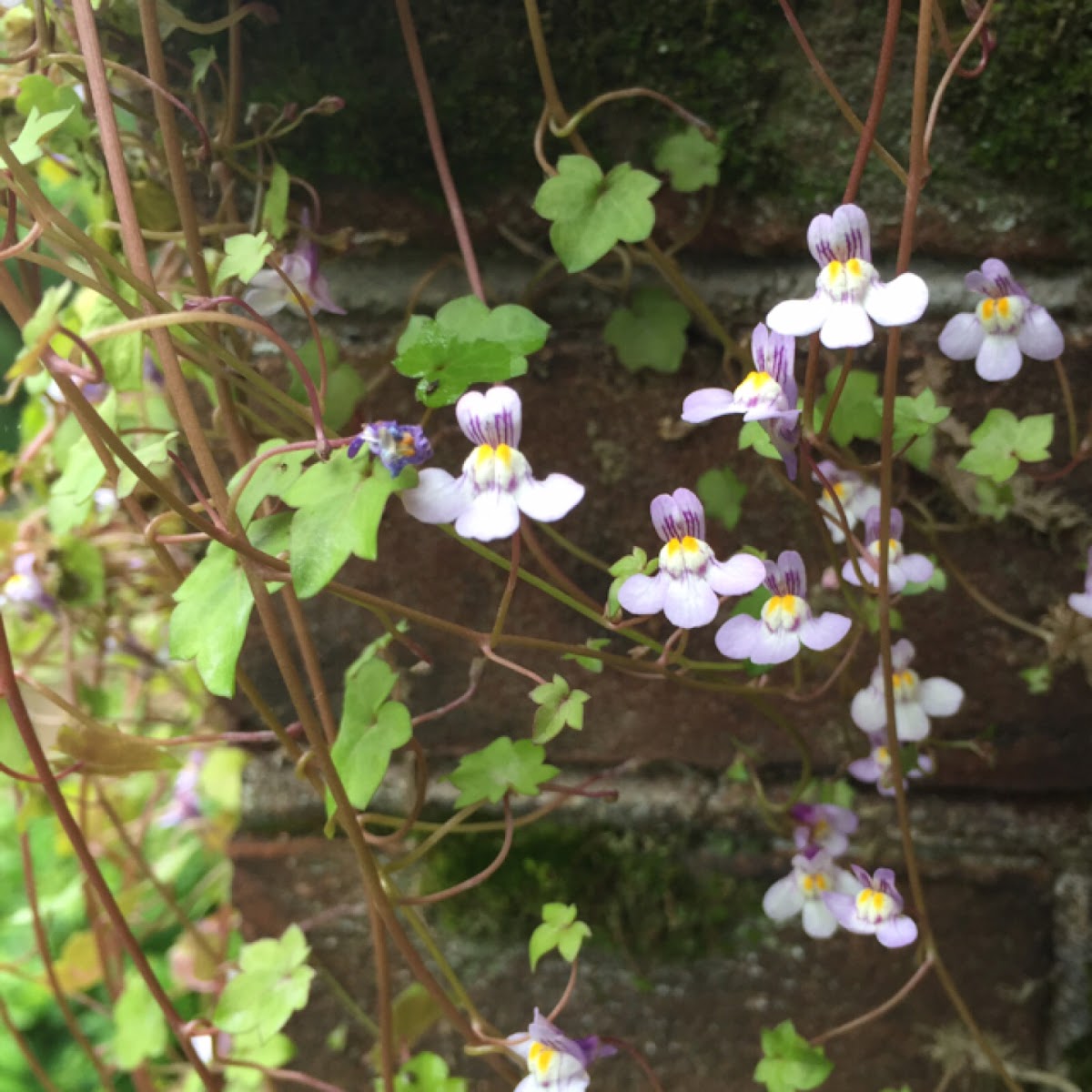 Ivy-leaved toadflax