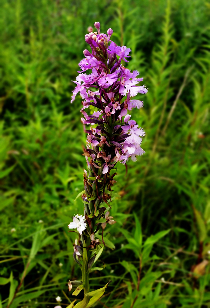 Purple Fringed Orchid