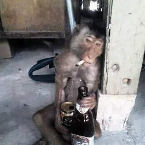 Monkey Drinking Bear