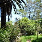 Mix of plants at Fairyland (346225)