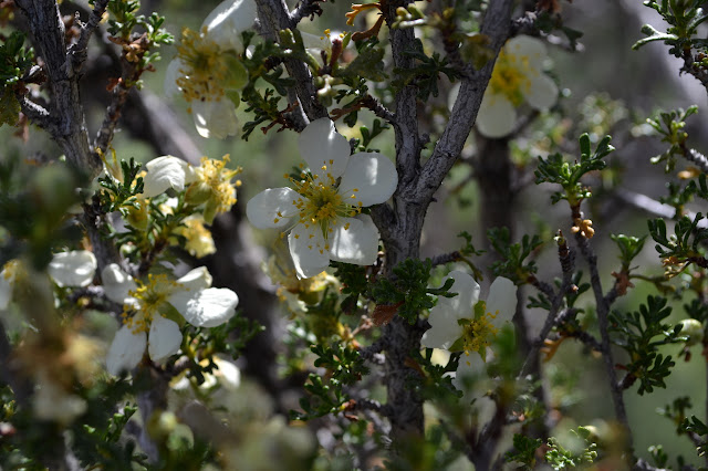 flowering bush