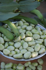 broad-bean-729153_1280