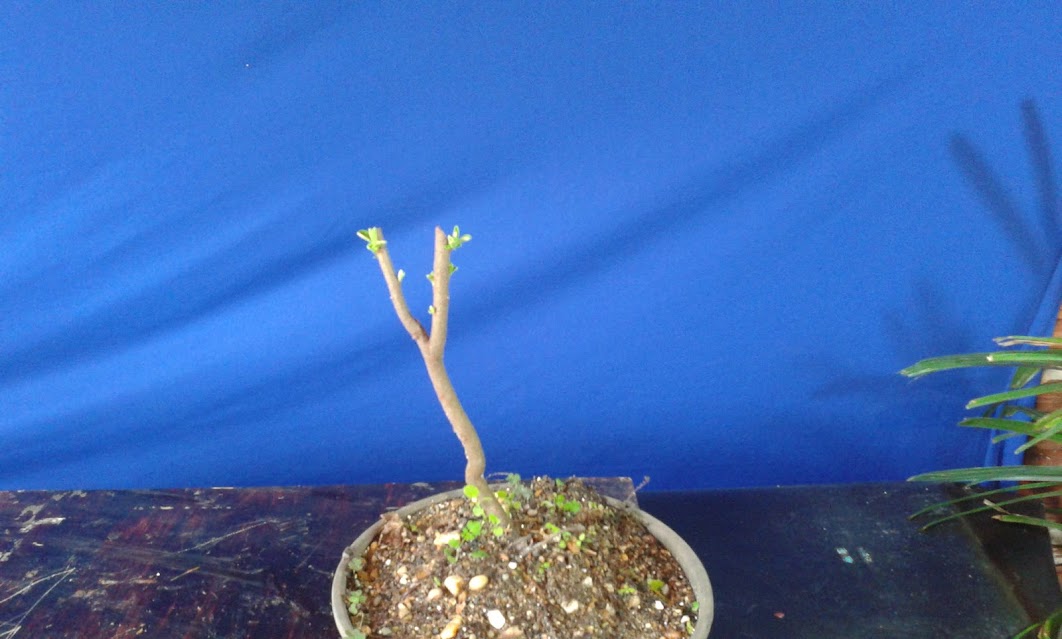 Bonsai frutíferas  20130322_140927