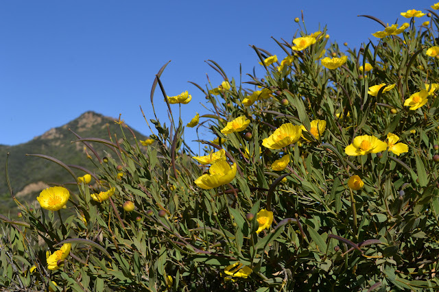 bright yellow bursts all over a bush