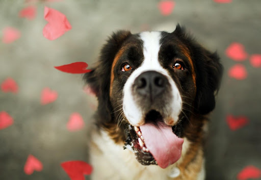 Saint Bernard Dog Wallpaper