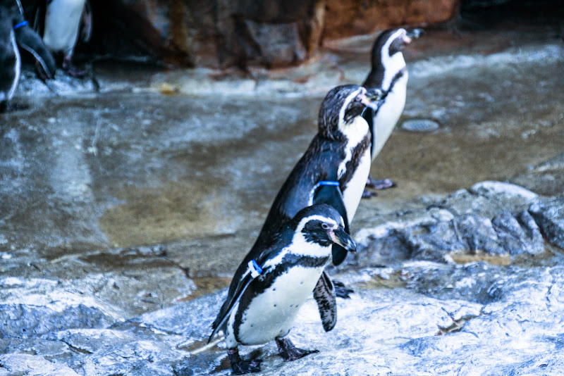 アクアワールド大洗水族館 写真16